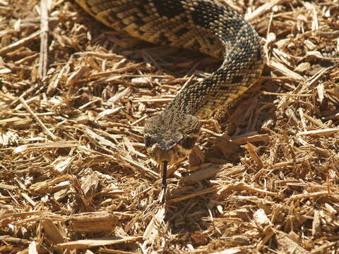 Image of Eastern Diamond-backed Rattlesnake