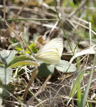 Image of Mustard White