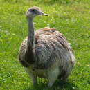 Image of Common Rhea