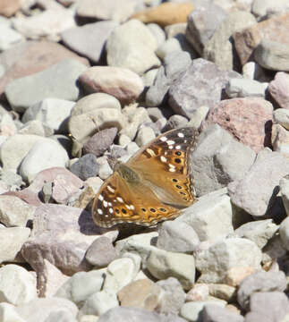 صورة Asterocampa leilia Edwards 1874