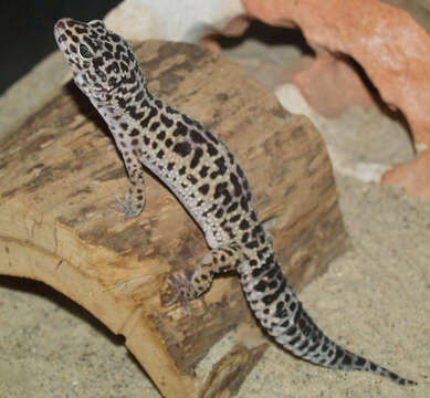 Image of Lichtenfelder's Gecko