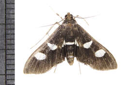 Image of Desmia maculalis