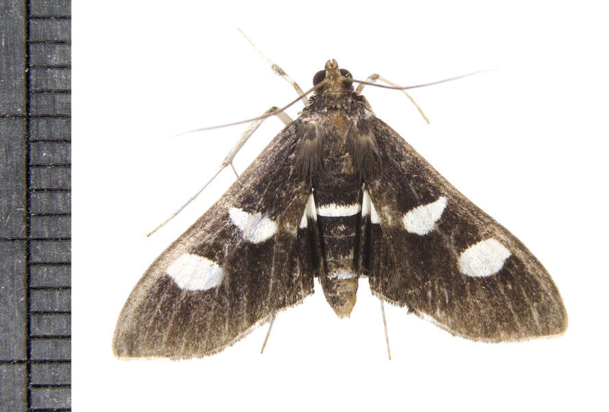 Image of Desmia maculalis