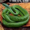 صورة Philodryas viridissima (Linnaeus 1758)