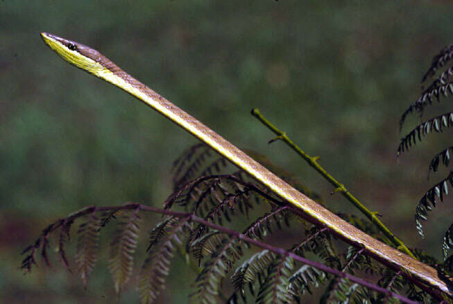 Image of New World vine snakes