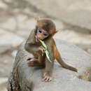 Image of Rhesus Monkey