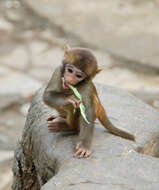 Image of Rhesus Monkey