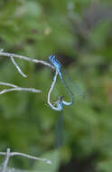 Image of Azure Bluet