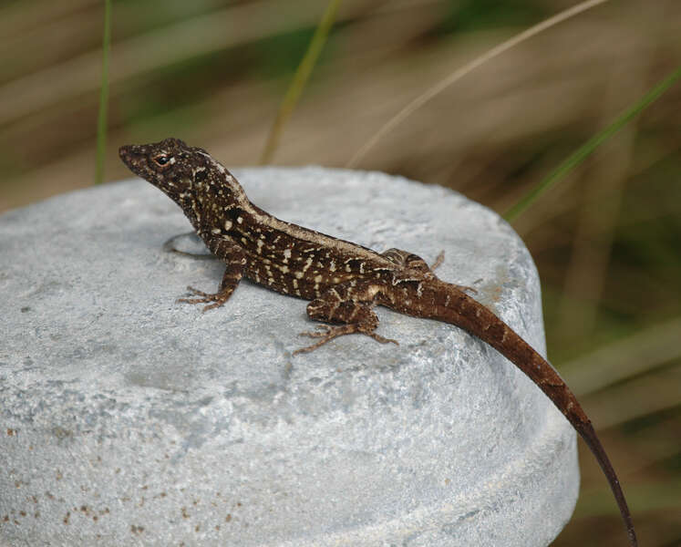 Image of Bahaman brown anole