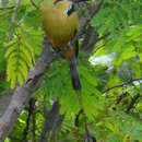 Image of Turquoise-browed Motmot