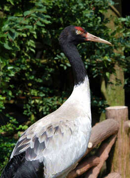 Image of Black-necked Crane