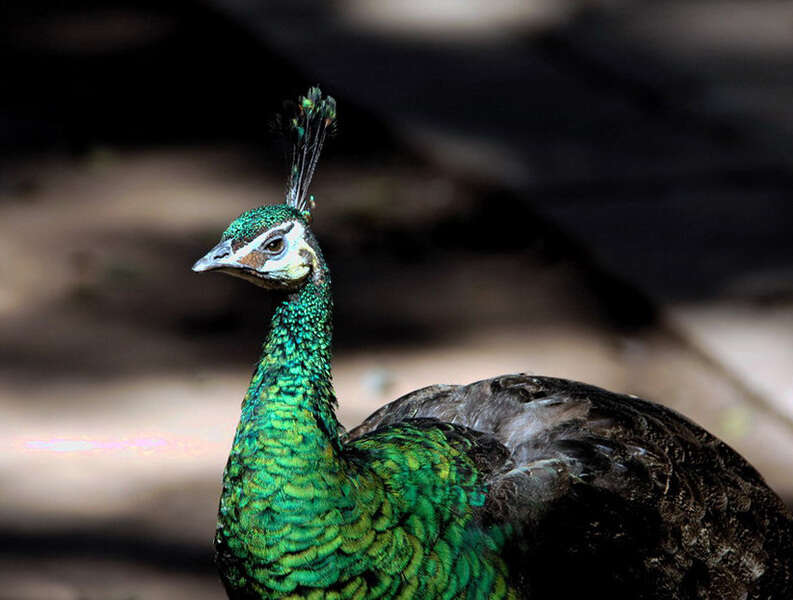 Imagem de Pavo muticus Linnaeus 1766