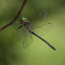 Image of Racket-tailed Emerald