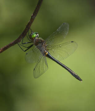 Image of Little Emeralds