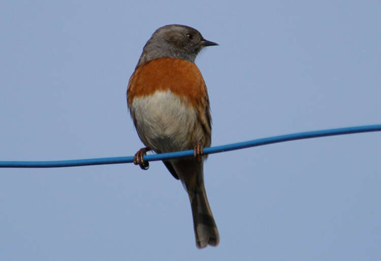 Image of Robin Accentor