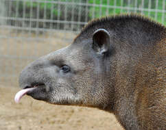 Image de tapir