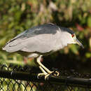 Image of Black-crowned Night Heron