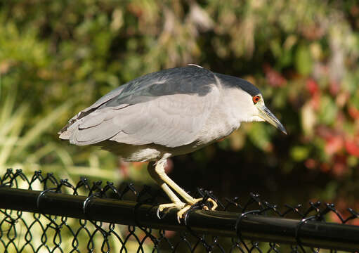 Image of Night Herons