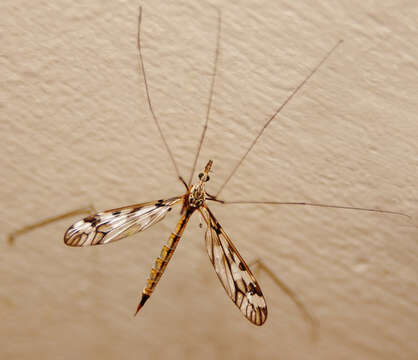 Image de Tipulidae
