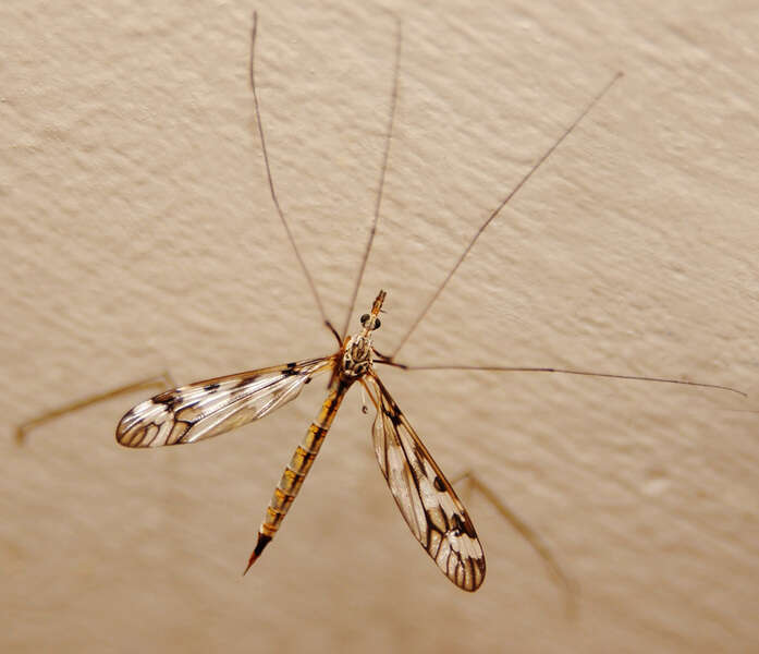 Image of Tipulidae