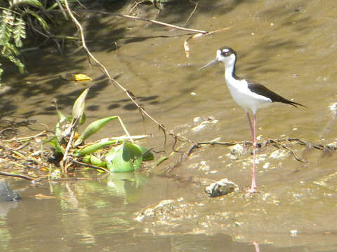 Imagem de Himantopus Brisson 1760