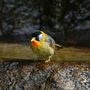 Image of Silver-eared Leiothrix