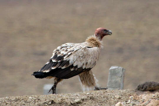 Imagem de Gyps himalayensis Hume 1869