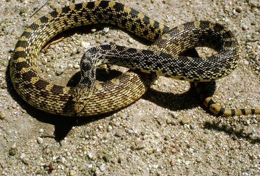 Image of Pine Snake