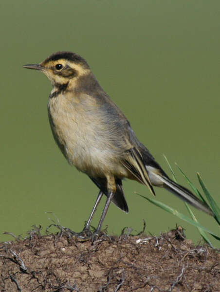 Image of Citrine Wagtail