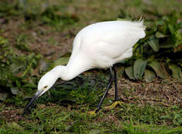 Слика од Мала бела (Сребреникава) чапја