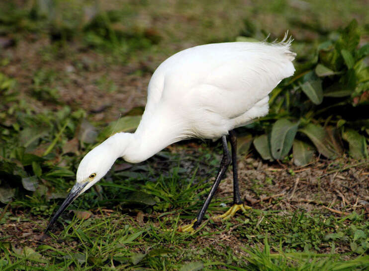 Image of Little Egret