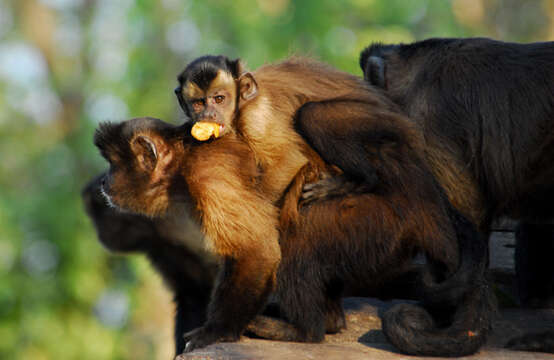 Image of Robust capuchin monkeys