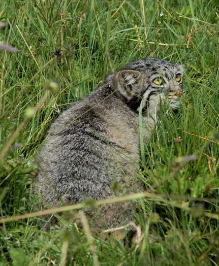 Image of Pallas’s cat