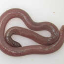 Image of Schwartz' Worm Snake