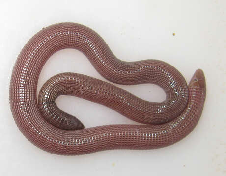 Image of Andasibe Blind Snake