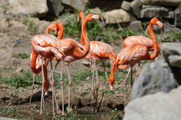 Слика од Phoenicopterus ruber Linnaeus 1758