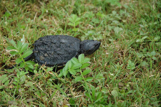 Image of Common Snapping Turtle