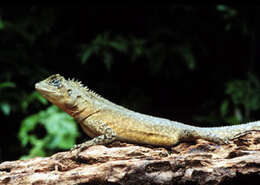 Image of Mophead iguana