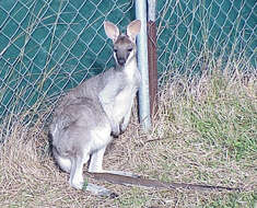 Imagem de Macropus parryi Bennett 1834