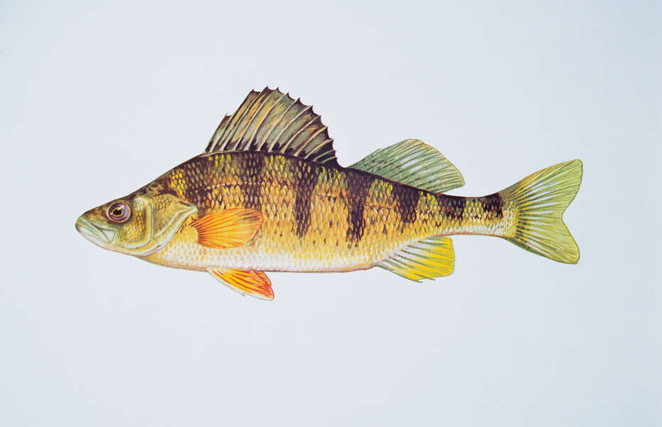 Perch, Feed and Grow Fish Wikia