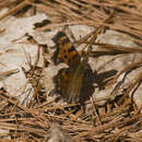 Image of Green Comma