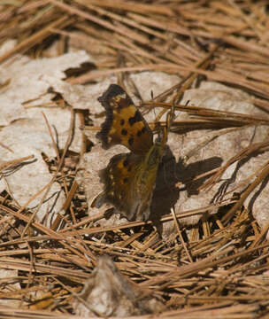 Imagem de Polygonia faunus Edwards 1862