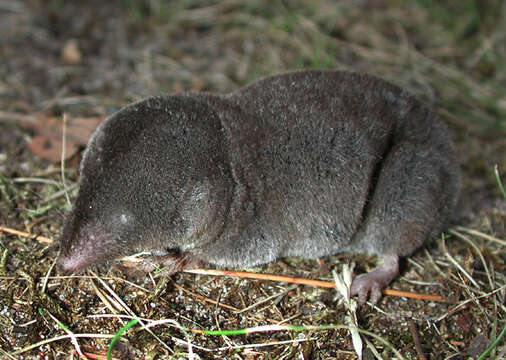 Image of American short-tailed shrew