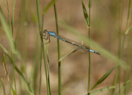 Image of Azure Bluet