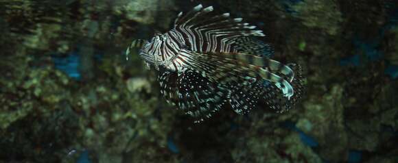 Image of Broadbarred firefish