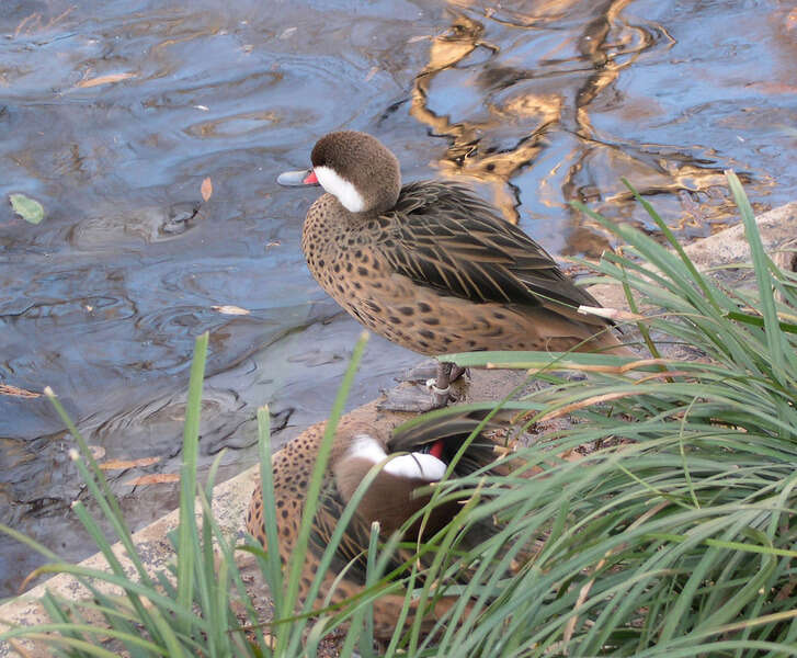 Image of White-cheeked Pintail