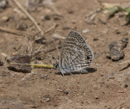 Leptotes resmi