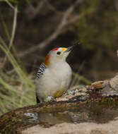 Melanerpes aurifrons (Wagler 1829)的圖片