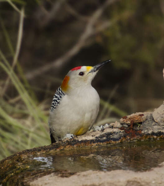 Image of Golden-fronted Woodpecker