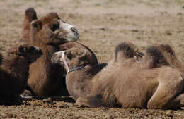 Image of Bactrian camel